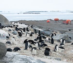 Adelie penguin colony with Beche huts in the background