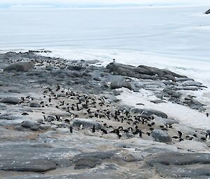 Adelie penguin colony with time lapse camera on Bechervaise Is near Mawson station