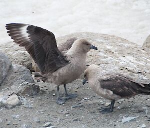 Where there are penguins there are always skuas