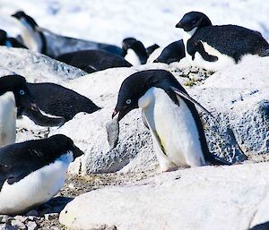 An Adélie penguin with a stone in its beak heading back to its mate