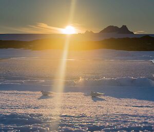 The midnight sun with two snow petrels resting on the snow