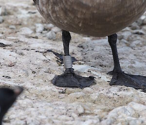 The ring on its leg tells us this skua is number 45283