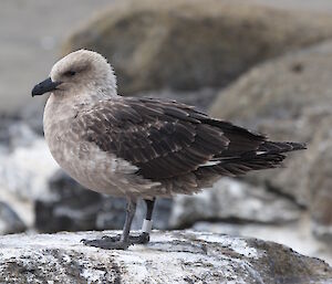 A picture of an Antarctic skuas on Welch Island