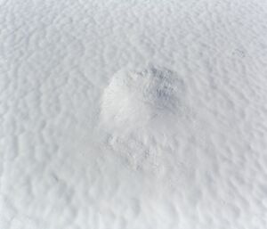 A single snow petrel crater made in the snow, complete with claw prints