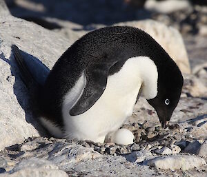 An Adélie penguin with its egg — the chick’s beak is breaking through the shell at the front