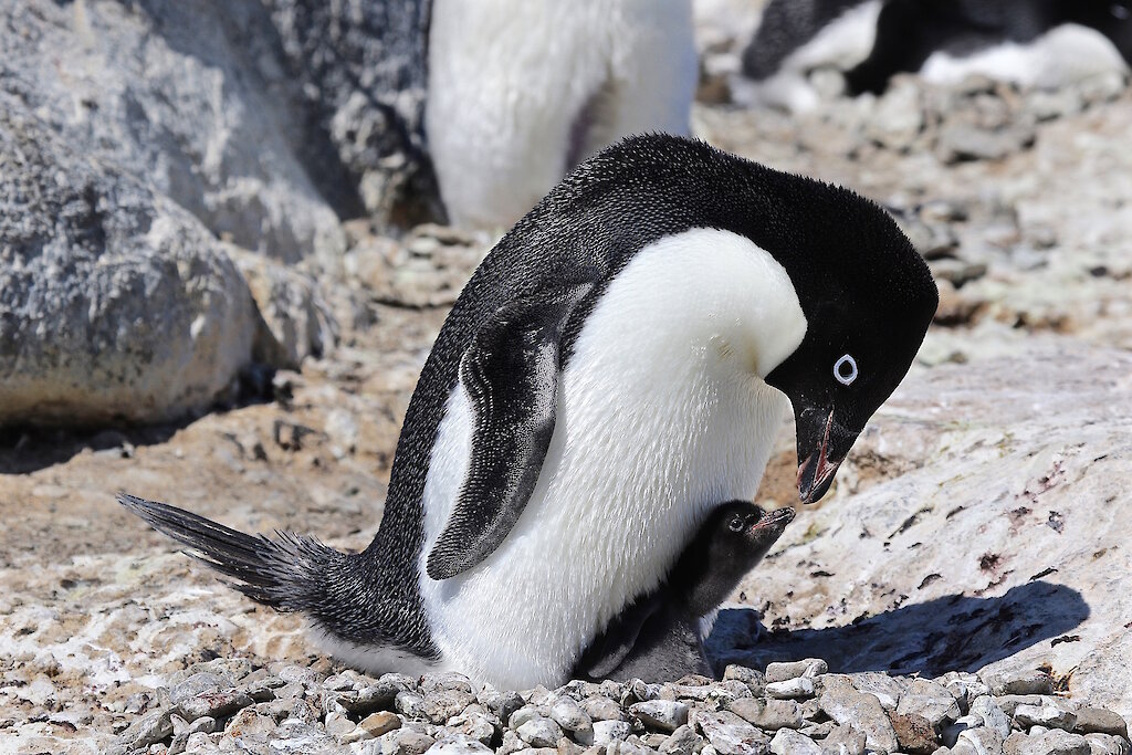 This week at Mawson: 13 January 2017 — Australian  