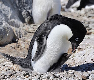 A parent Adélie penguin feeding a newly hatched chick