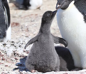 In just 14 days of constantly being feed krill and fish the chicks turn into rather demanding little blobs