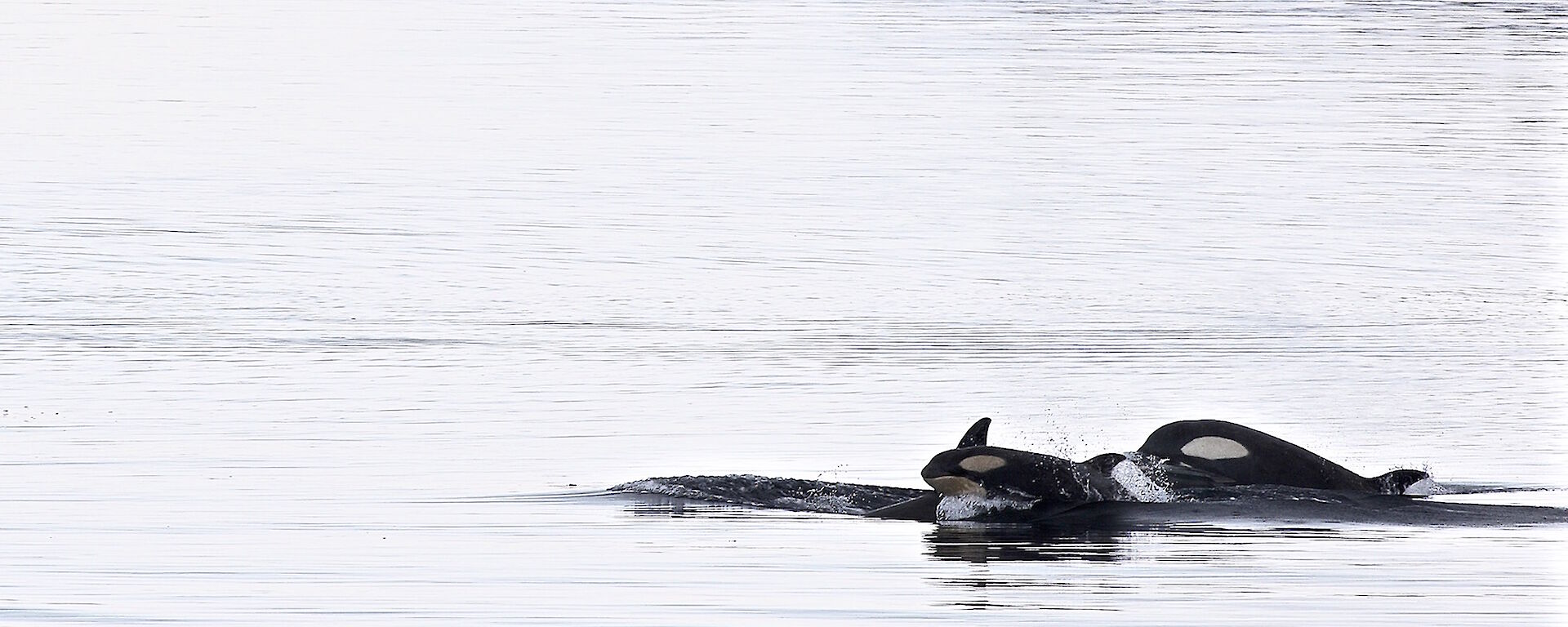 A rare sighting for Mawson — Orca cruising past the front of the penguin colony searching for a snack
