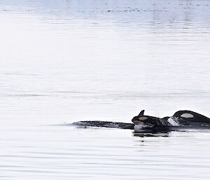 A rare sighting for Mawson — Orca cruising past the front of the penguin colony searching for a snack