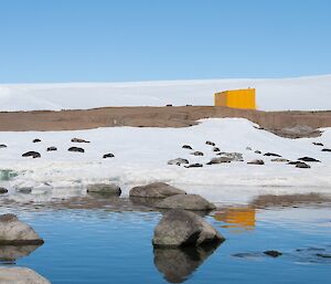 Seals lying on one of the last remaining slopes of fast ice on Mawson station