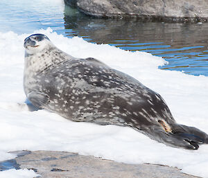 Weddell seal looking to see who is taking photos