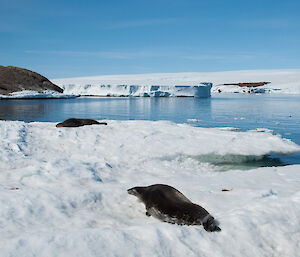 A lazy pair of Weddell seals on a calm Mawson afternoon