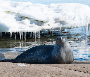 Weddell seal sitting on the rocky shore