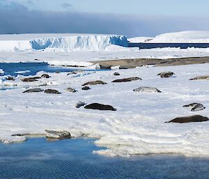 Weddell seals basking in the sun on fast ice around the shore at Mawson