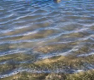 A seal swimming in the water looking up at an expeditioners feet that are hanging over a ledge and in sight