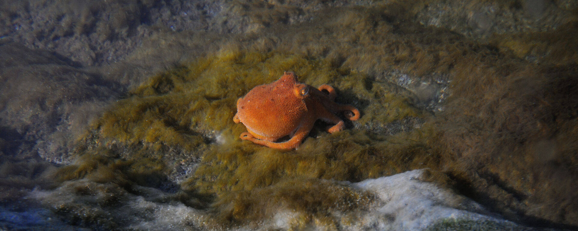 An octopus in the shallows near Mawson