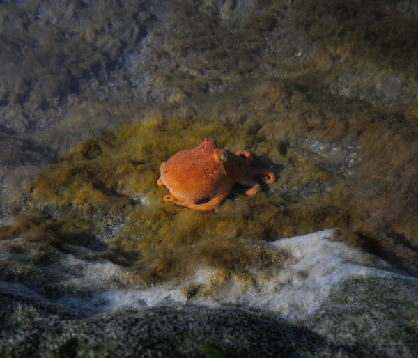 An octopus in the shallows near Mawson