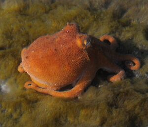 An octopus in the shallows near Mawson