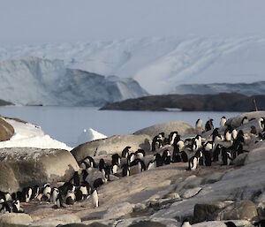 The Adélie penguin study colony on Béchervaise with the plateau ice cliffs in the background
