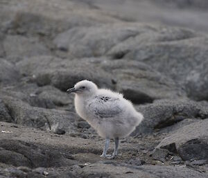 A healthy looking skua chick on Béchervaise Island.