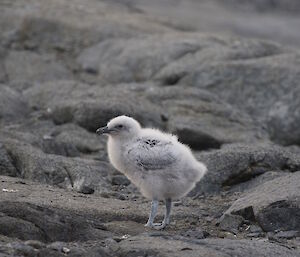 A healthy looking skua chick on Béchervaise Island.
