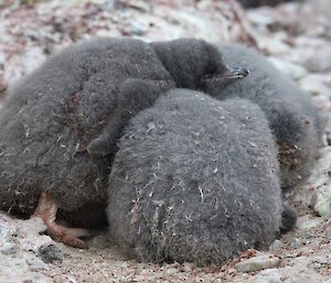 Adélie penguin chicks huddle together forming the start of a créche