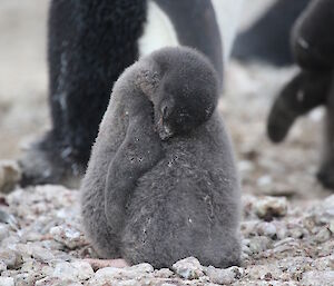 An Adélie chick with its head under its wing while it waits for its parents to return