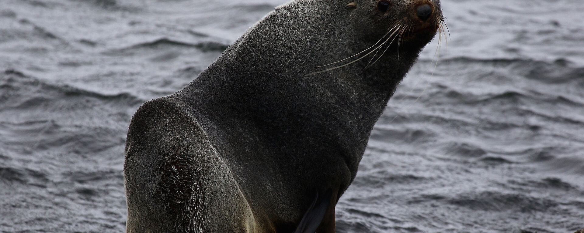 Antarctic fur seal sitting on the water’s edge.