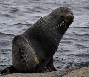 Antarctic fur seal sitting on the water’s edge.