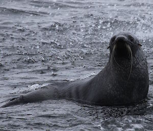 Antarctic fur seal at the water’s edge.