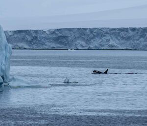 A male orca with the distinctive large dorsal fin just off East Arm near Mawson.