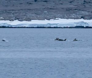 Orcas hunting Adélie penguins in front of Mawson Station.