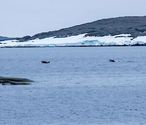 Orcas heading out into Kista Strait with an Adélie penguin on the edge of West Arm.