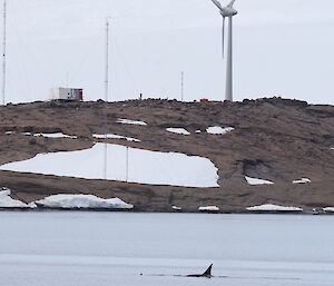 Orca in Horseshoe Harbour with Mawson station in the background.