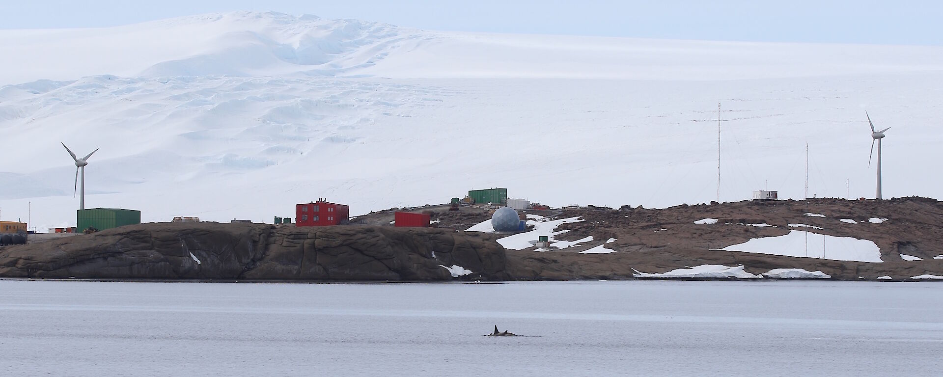 Panorama showing a pod of orcas in the harbour with Mawson station in the background.