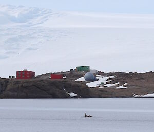 Panorama showing a pod of orcas in the harbour with Mawson station in the background.