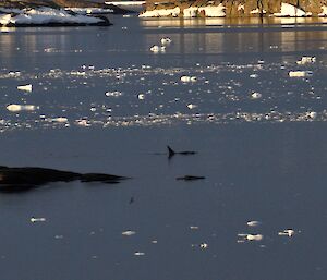 Another day and another evening visit — an orca cruises at the entrance to Horseshoe Harbour.