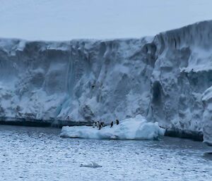 Adélie penguins being chased by a pod of orcas jump onto an iceberg in front of Mawson station.