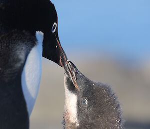 Adult Adélie penguin feeding its chick which is starting to fledge into its adult plumage