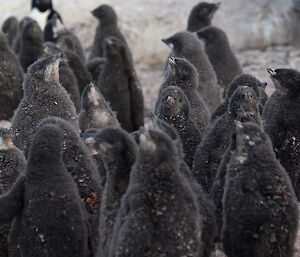 Adélie penguin chicks in a créche on Béchervaise Island