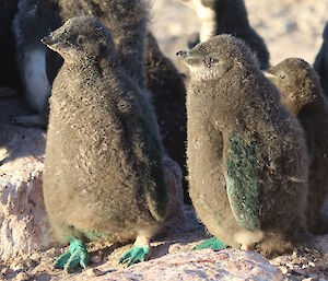 Adélie penguin chicks with non-toxic marker showing they have been caught, micro-chiped and weighed