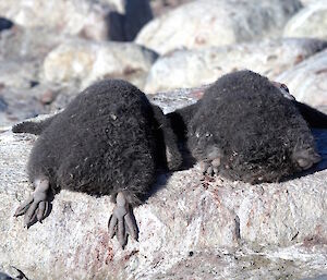 Two fat Adélie penguin chicks approximately four to five kilograms taking a nap on Béchervaise Island this week