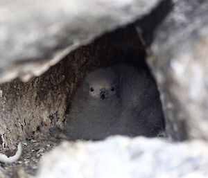 A fluffy snow petrel chick sitting on the nest