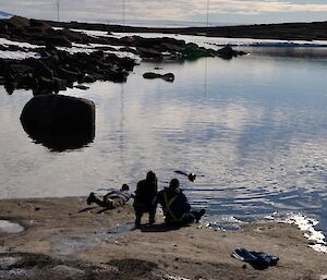 A Weddell seal investigates expeditioners on the shore at Mawson