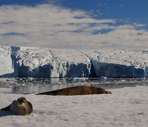 A curious Weddell seal with lying on the ice with open water and the ice cliffs behind