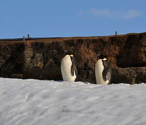 Two emperor penguins neally through the moult stand regally in the afternoon sun at Mawson station