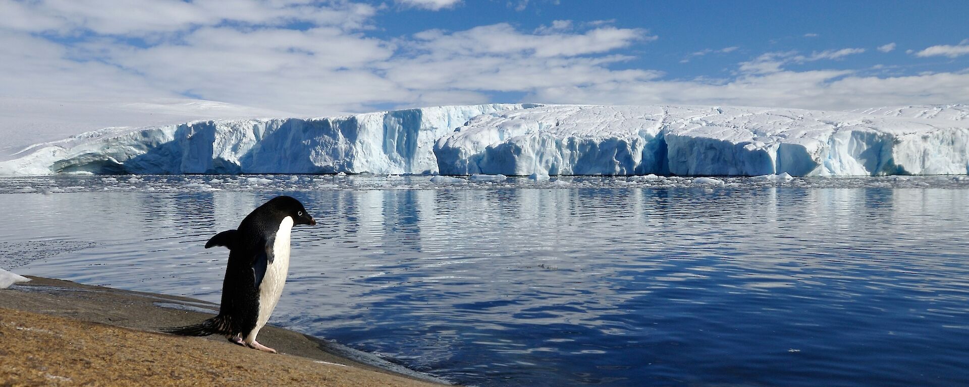 An Adelie penguin on the shore before heading off into the water