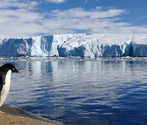 An Adelie penguin on the shore before heading off into the water