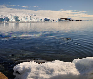 Adelie penguin swimming away from the shore near Mawson